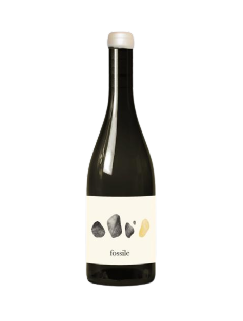 Fossile Vigne Pinna